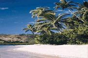 Fiji Palms